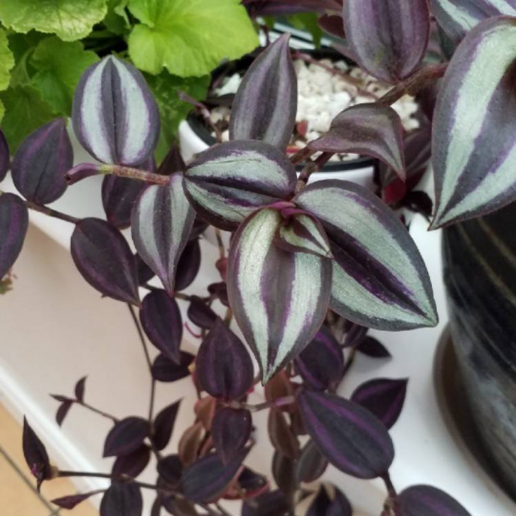 plant image 811904 plant image 811904