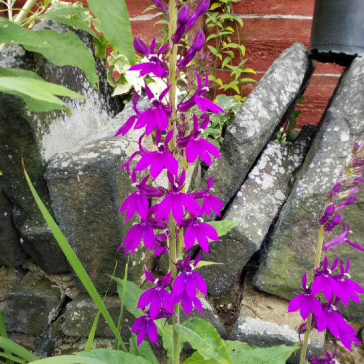 plant image 812230 plant image 812230