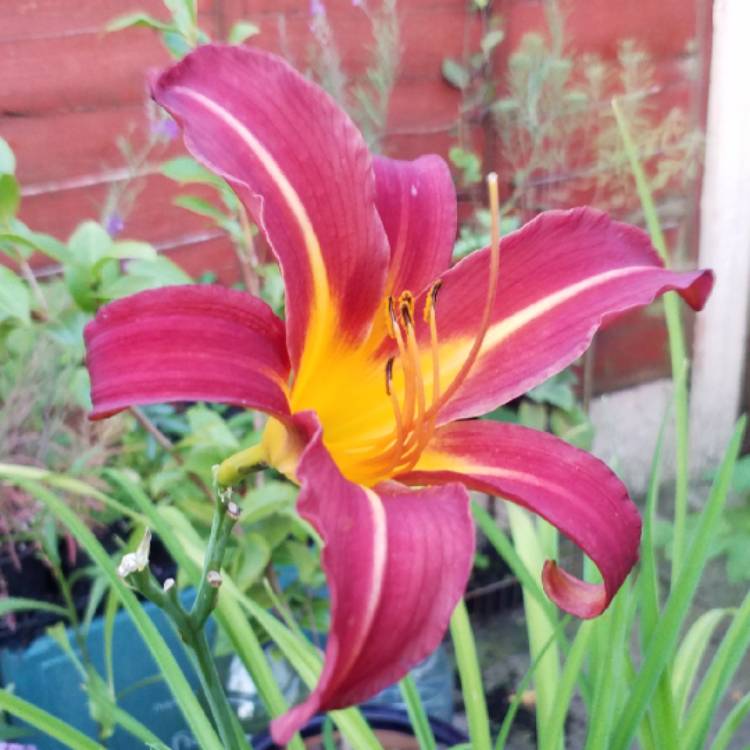 plant image 812865 plant image 812865