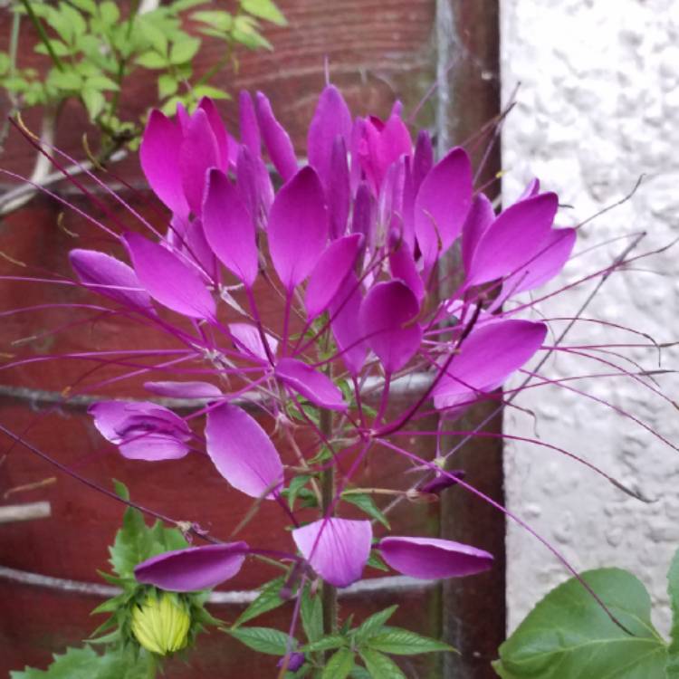 plant image 812867 plant image 812867