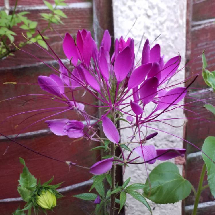 plant image 812868 plant image 812868