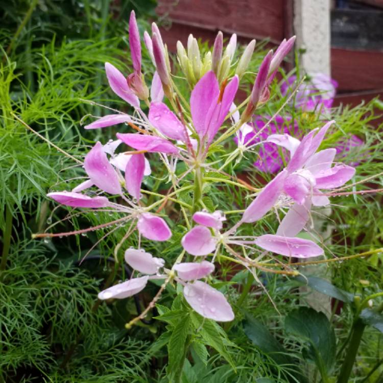 plant image 817944 plant image 817944