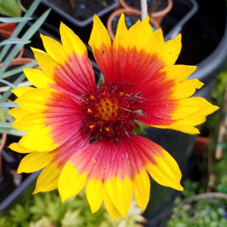 plant image 818354 plant image 818354