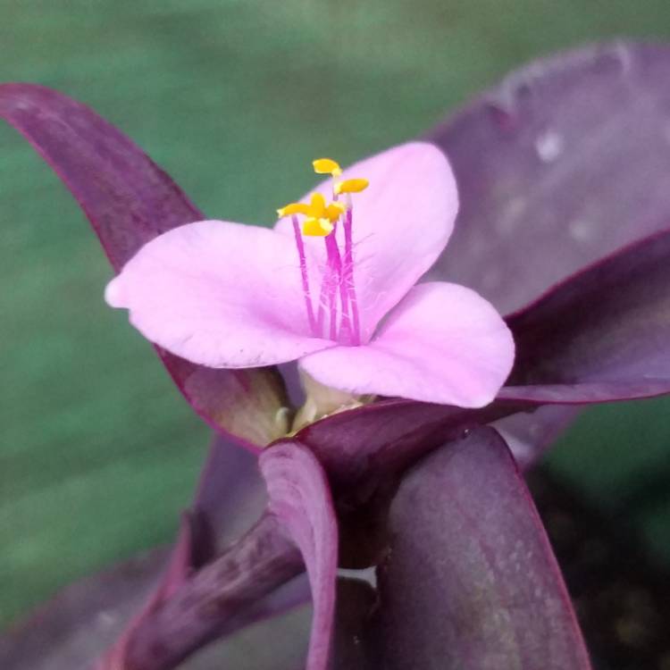 plant image 824447 plant image 824447