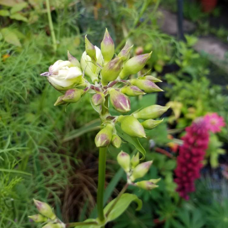 plant image 824449 plant image 824449