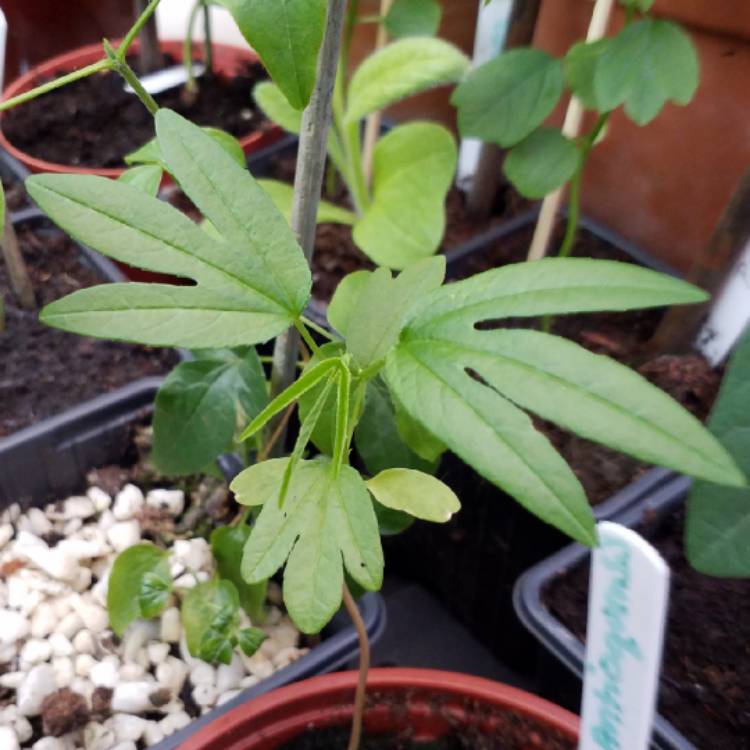 plant image 824469