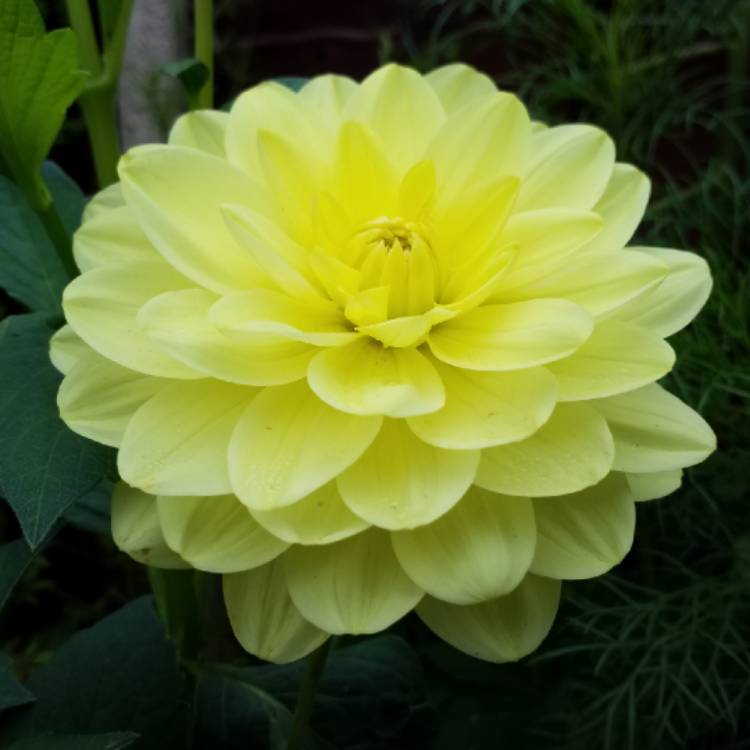 plant image 825242 plant image 825242