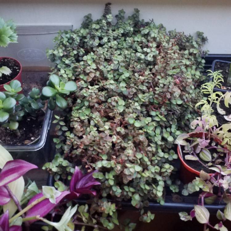 plant image 825698 plant image 825698