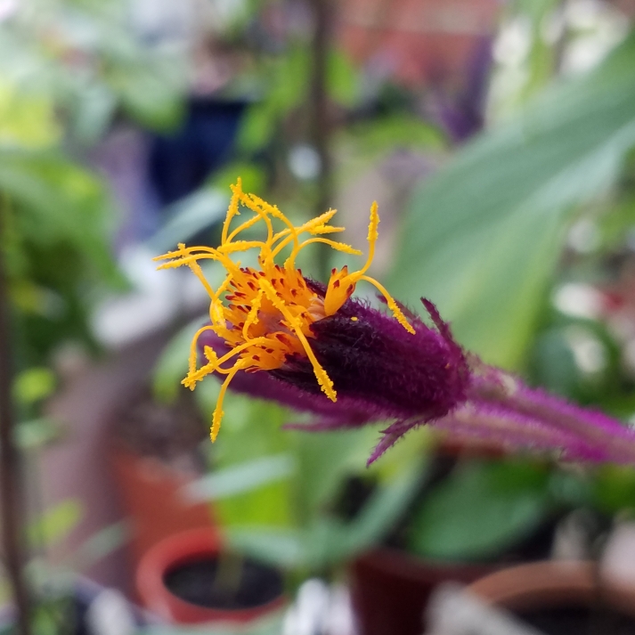 plant image 827186 plant image 827186