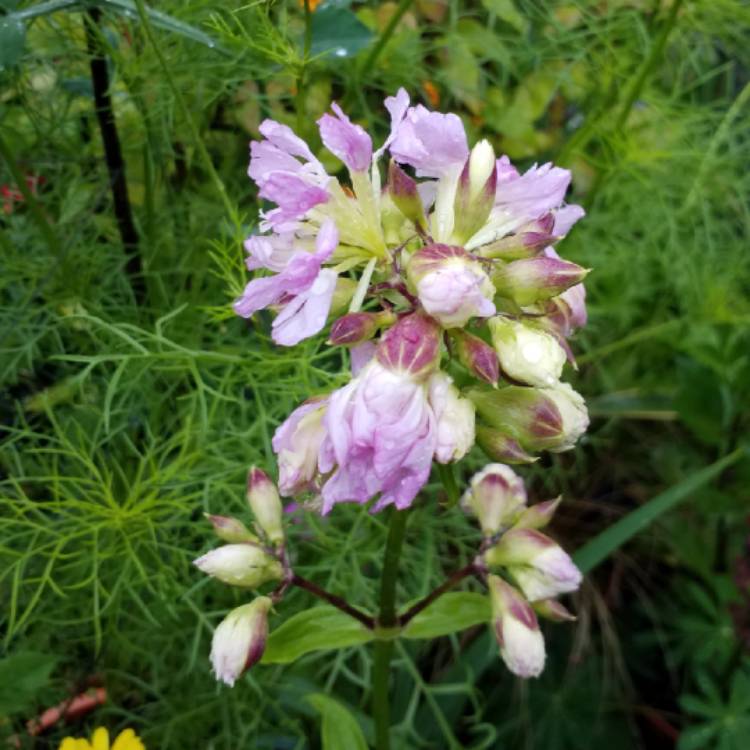 plant image 830281 plant image 830281