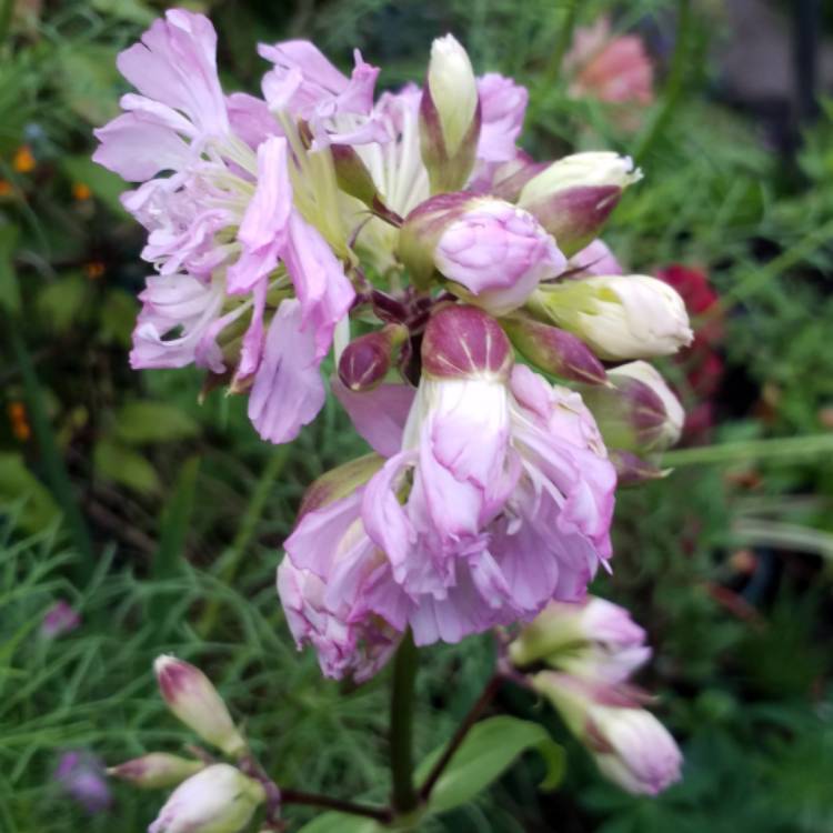 plant image 831653 plant image 831653