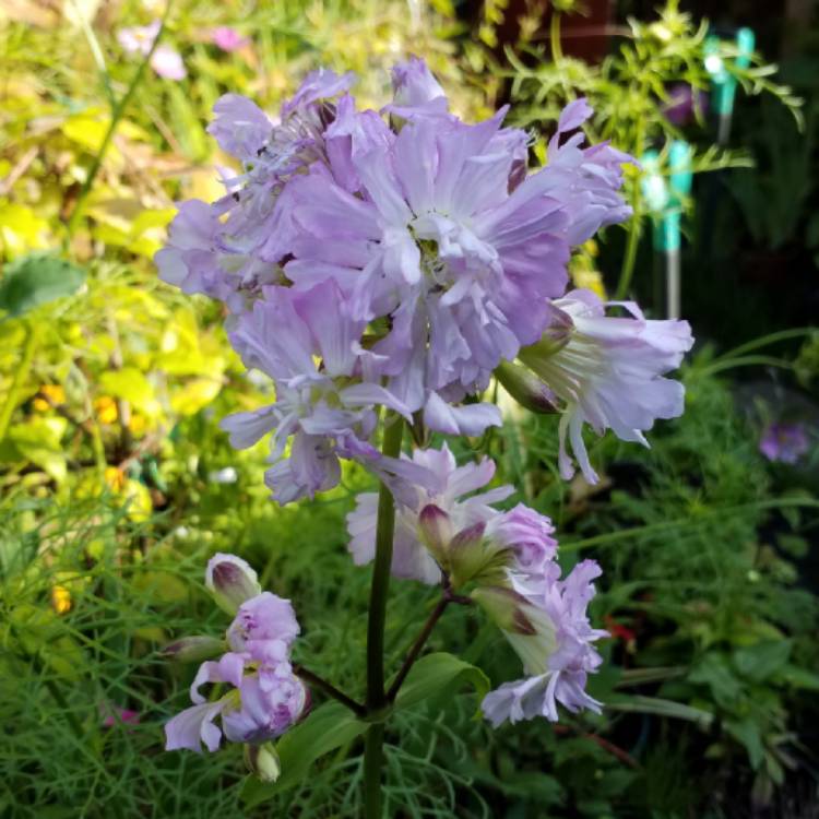 plant image 835062 plant image 835062