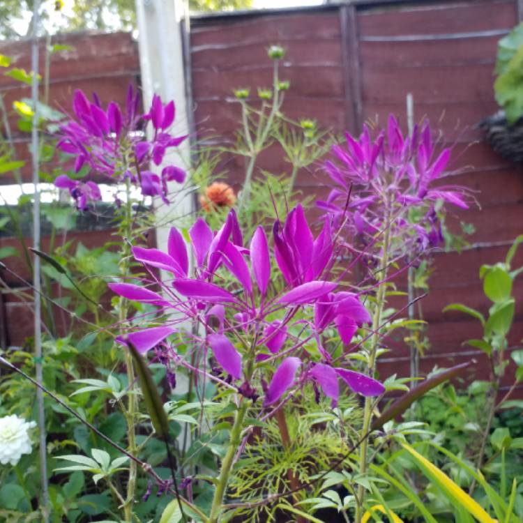 plant image 835067 plant image 835067