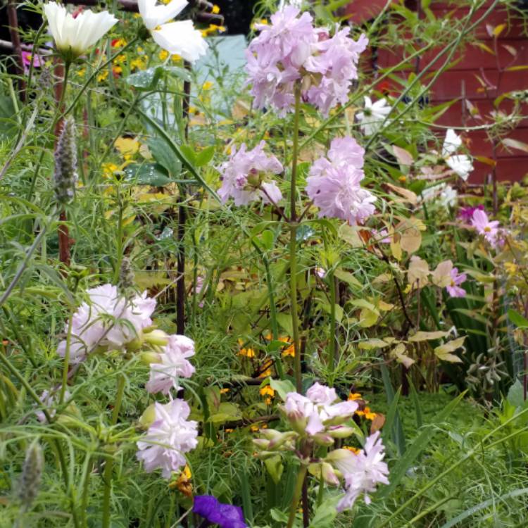plant image 838926 plant image 838926