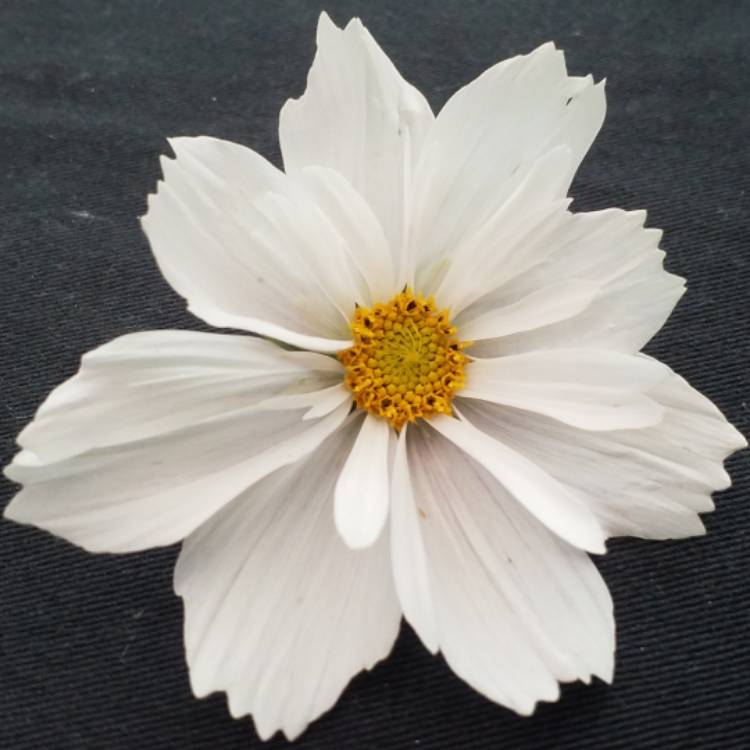 plant image 844983