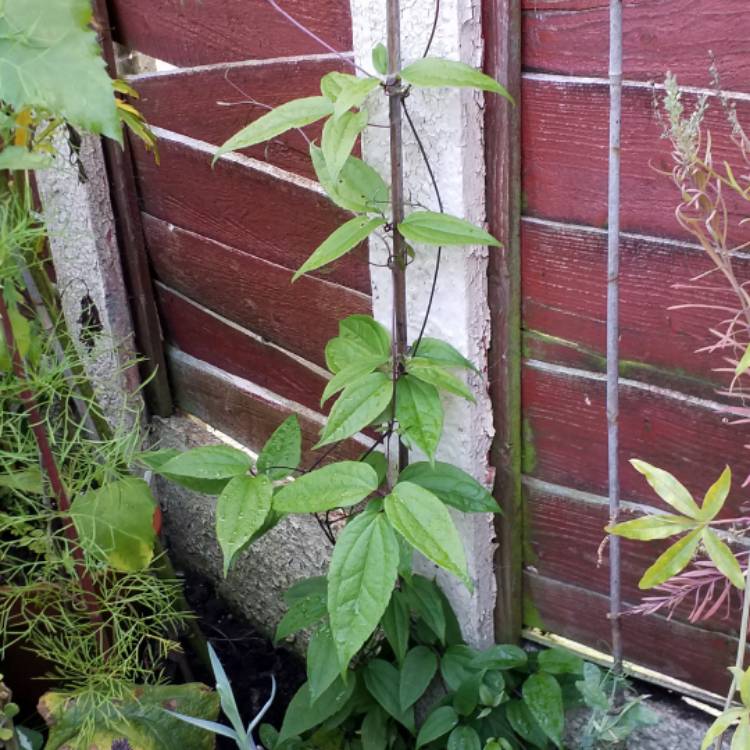 plant image 846940 plant image 846940