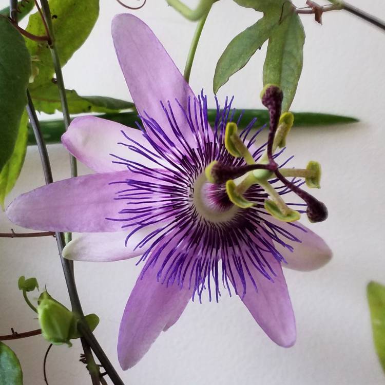 plant image 849843 plant image 849843