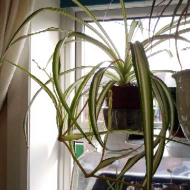 Chlorophytum comosum 'Bonnie'
