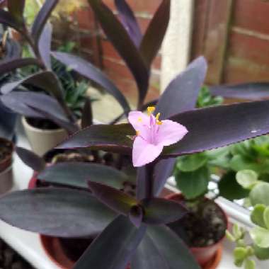 Tradescantia pallida 'Purpurea' syn. Tradescantia pallida 'Purple Heart'