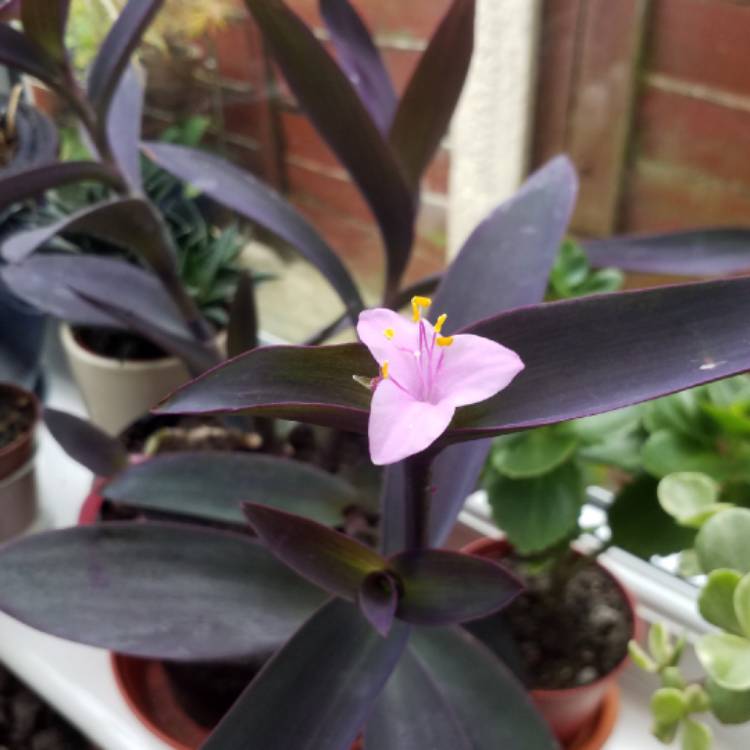 plant image 850387 plant image 850387