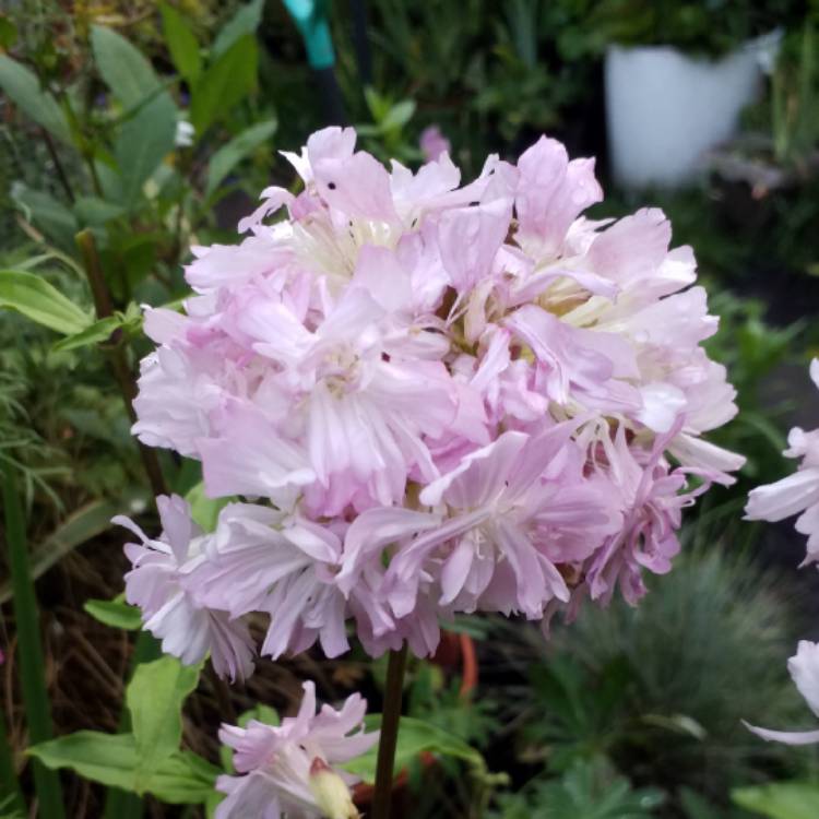 plant image 851782 plant image 851782