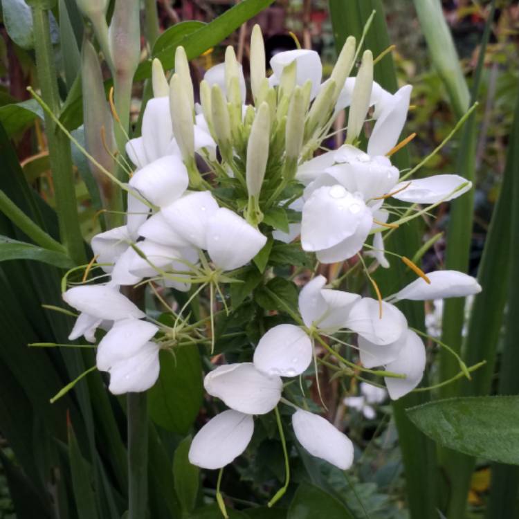 plant image 851783 plant image 851783