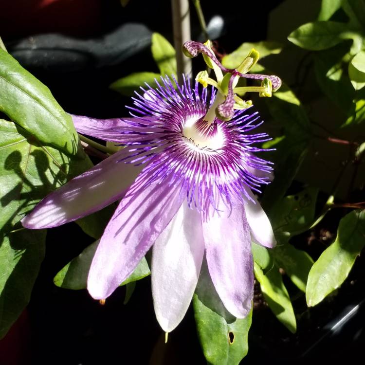 plant image 857923 plant image 857923