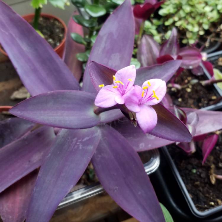 plant image 872175 plant image 872175