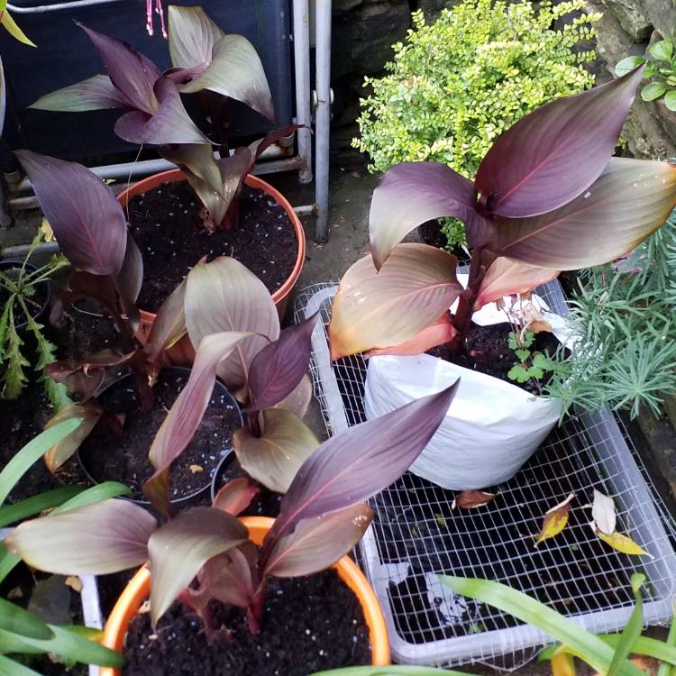 plant image 873643 plant image 873643