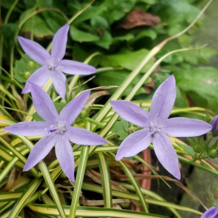 plant image 873651 plant image 873651