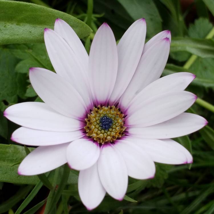 plant image 873666 plant image 873666