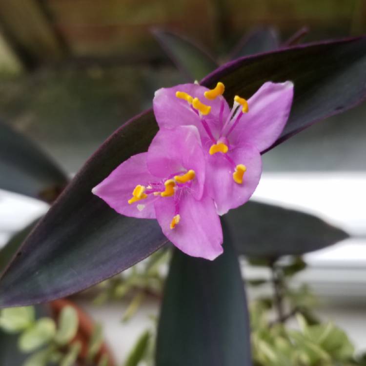 plant image 874541 plant image 874541