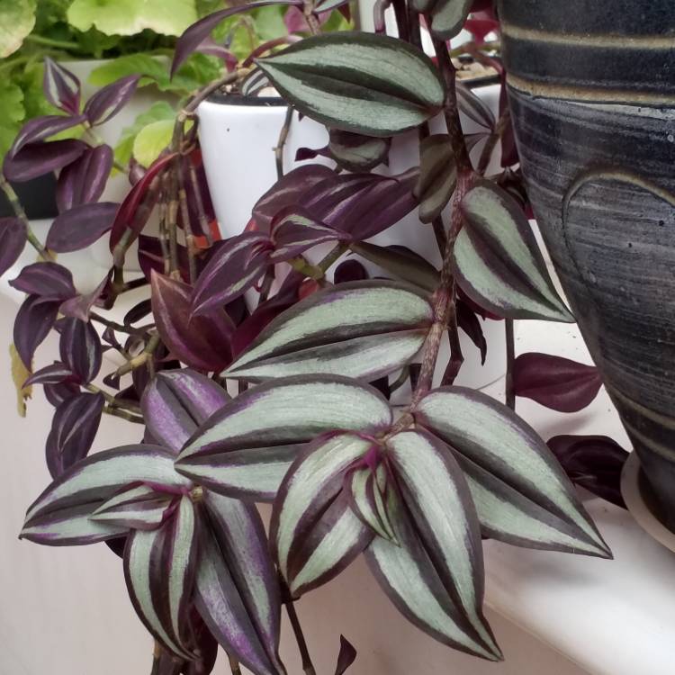 plant image 874543 plant image 874543