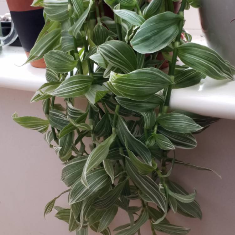 plant image 874547
