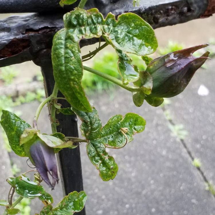 plant image 874562