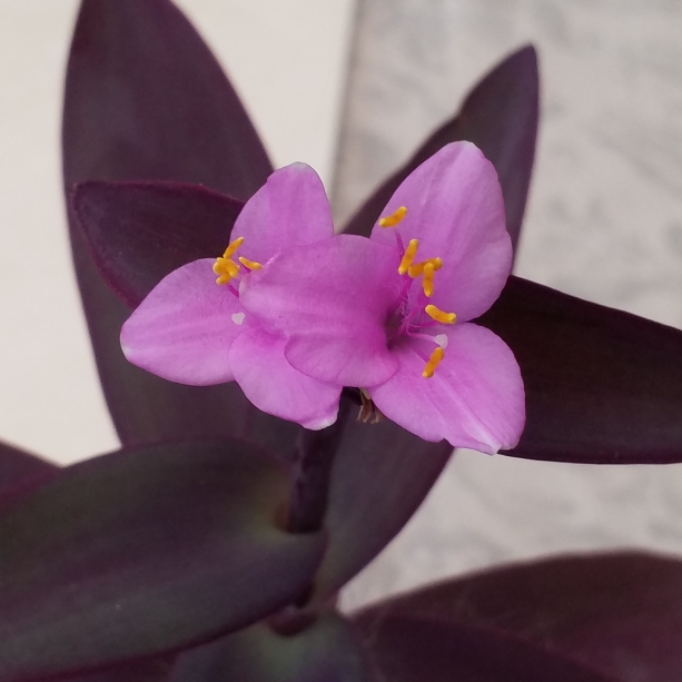 plant image 880910 plant image 880910
