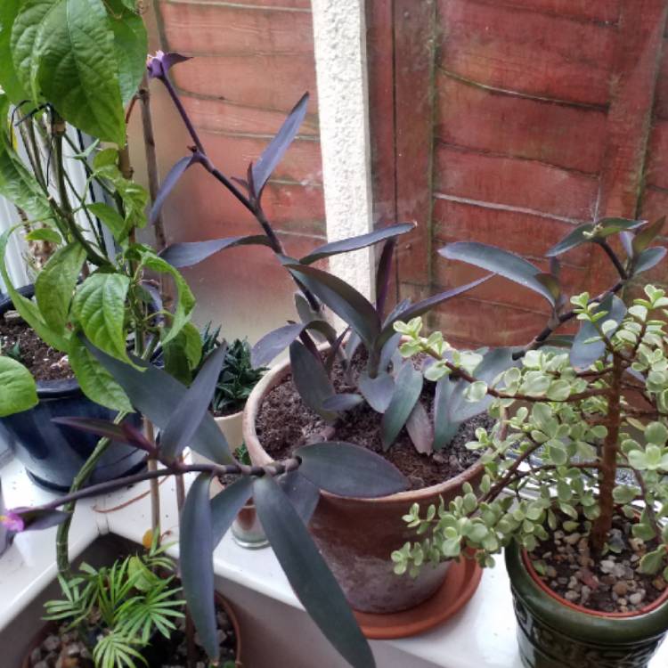 plant image 880911 plant image 880911