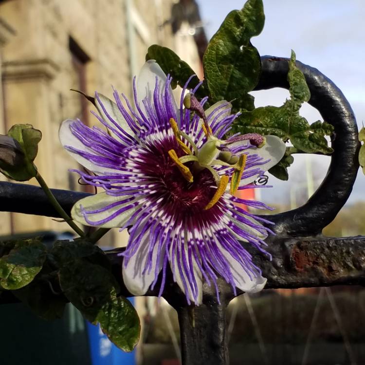 plant image 884190