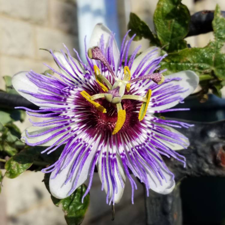 plant image 884193