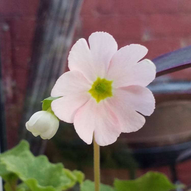 plant image 884197 plant image 884197