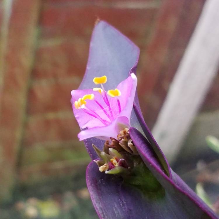 plant image 893177 plant image 893177