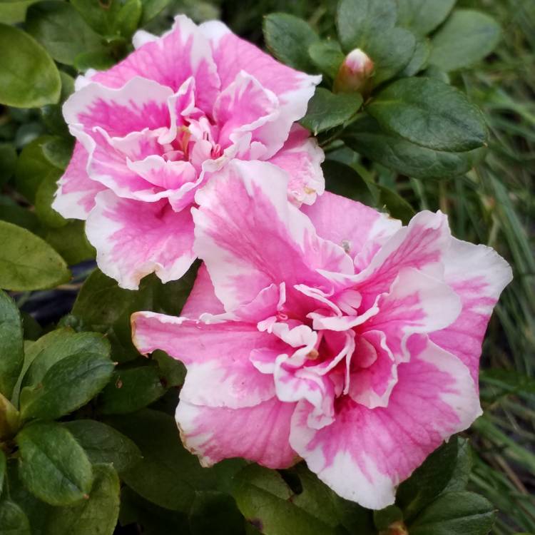 plant image 905972