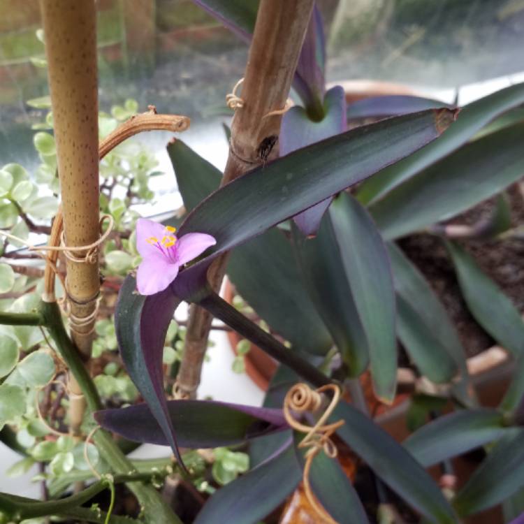 Plant image Tradescantia pallida 'Purpurea' syn. Tradescantia pallida 'Purple Heart'