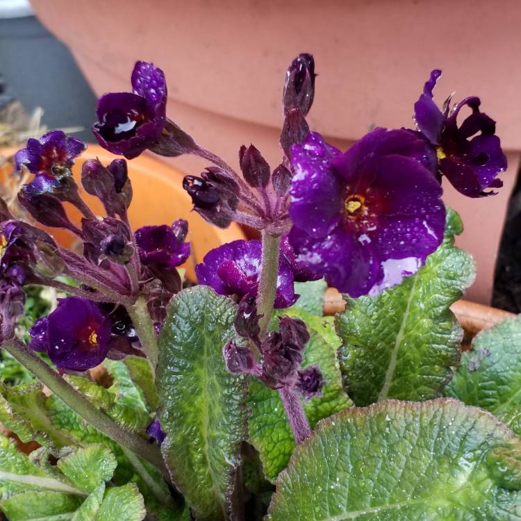plant image 963812