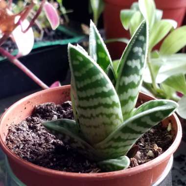 Aloe 'Partridge Breast'