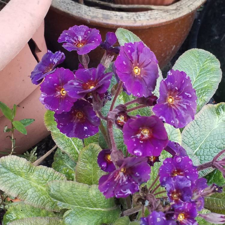 plant image 993839