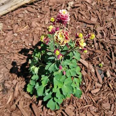 Columbine 'Winky Red and White'