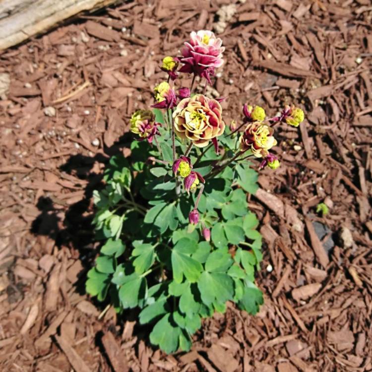 Plant image Aquilegia vulgaris 'Winky Red And White