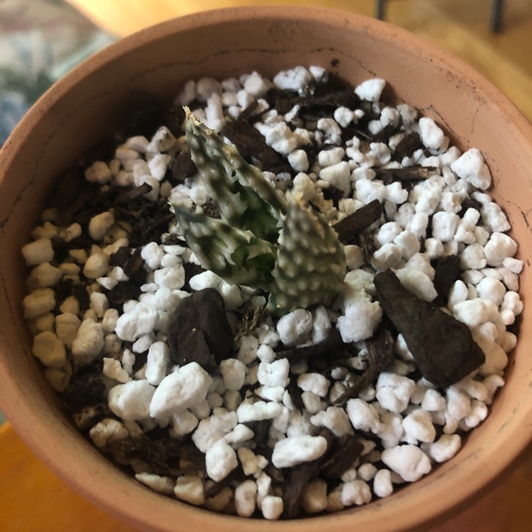 Plant image Aloe 'Snowstorm'