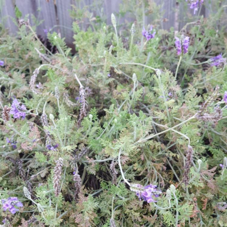 plant image 1298756